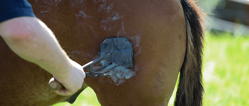 Branding / Bildquelle: ©SeppH - Pixabay