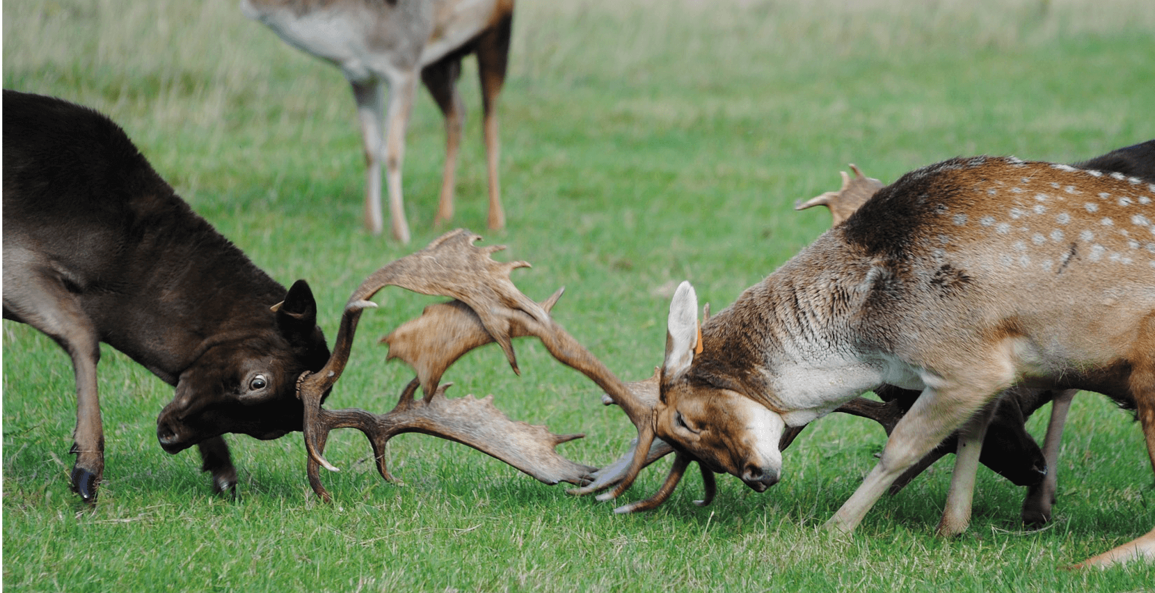 Wachstum statt Kannibalisierung: Mehrmarkenstrategie