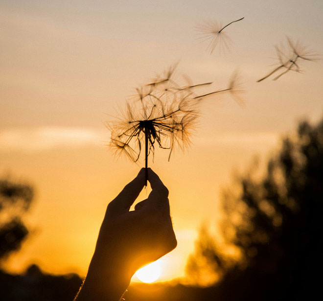 Webinar Warum Wandel mit Loslassen beginnt - Auf dem Foto ist eine Pusteblume zu sehen