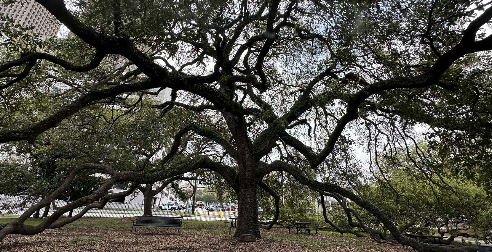 Alter Baum im Sam Houston Park Alter Baum im Sam Houston Park