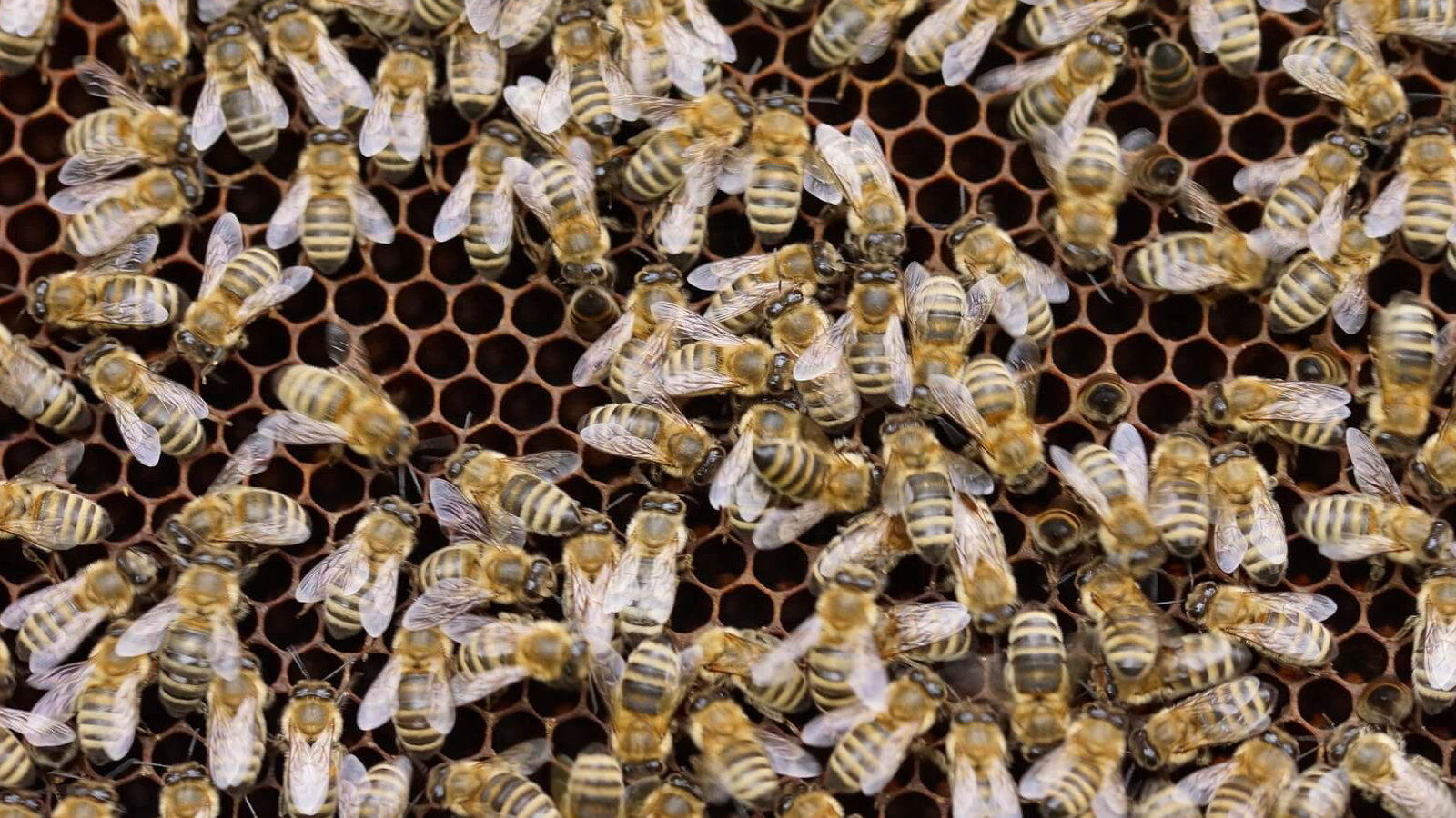 Bienenstock