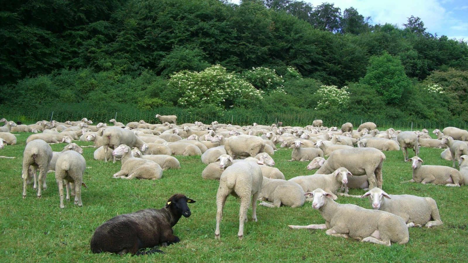 Ein schwarzes Schaf steht inmitten einer Herde weißer Schafe.