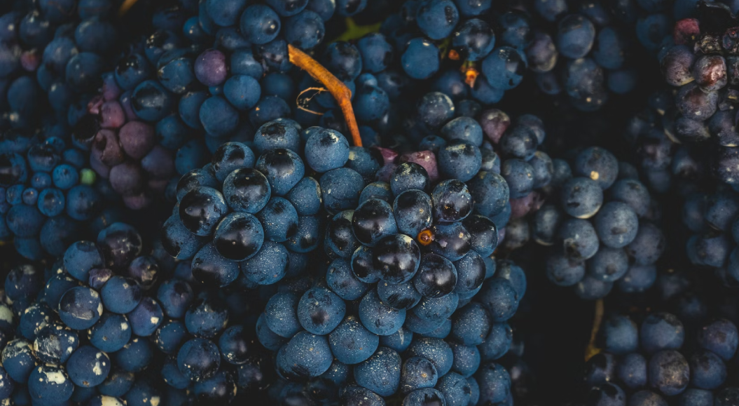 Dunkelblaue Weintrauben in Nahaufnahme am Rebstock, dicht gewachsen mit sichtbarer natürlicher Bereifung.